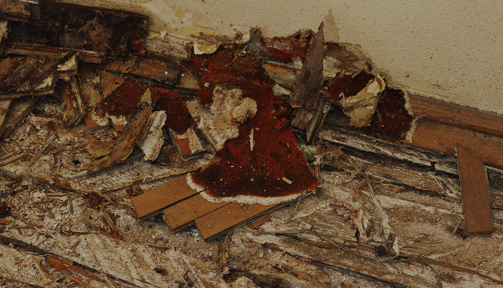 close up of Dry rot on a marin county area home before foundation retrofit