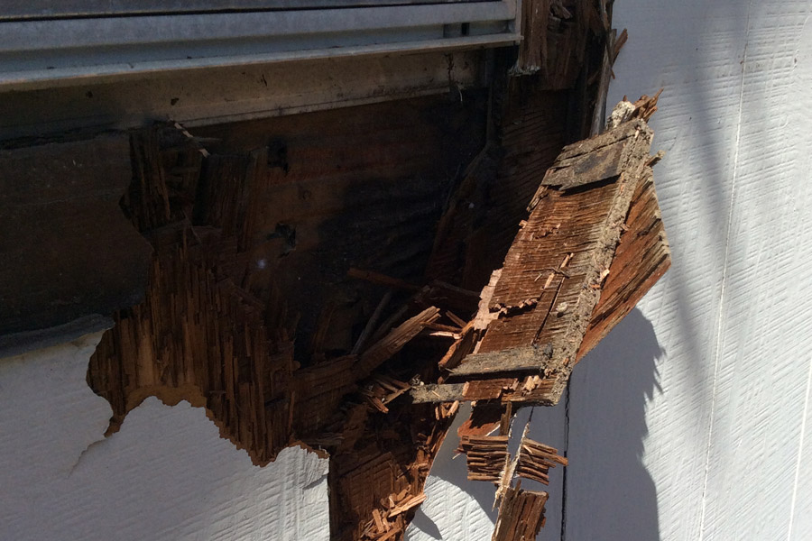 image of close-up of dry rot