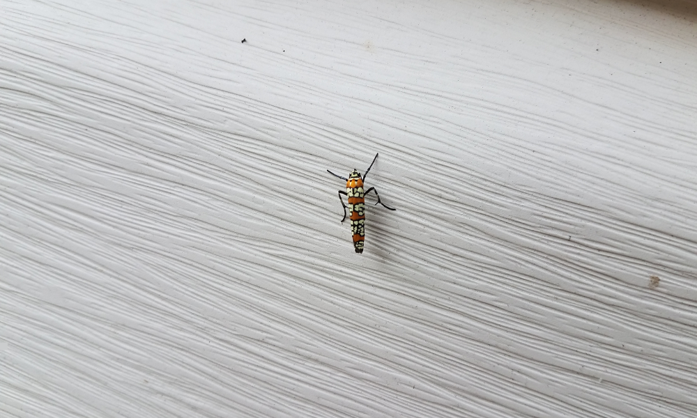 Insect on siding